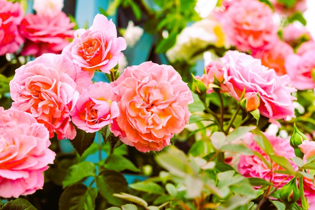 Caring for Roses