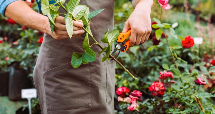Climbing Roses
