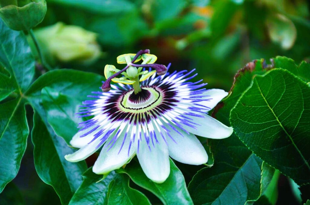 Exotic Plants for Gardens