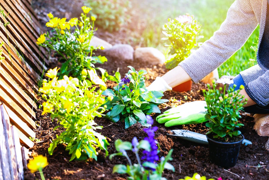 Planting Flowers in Garden