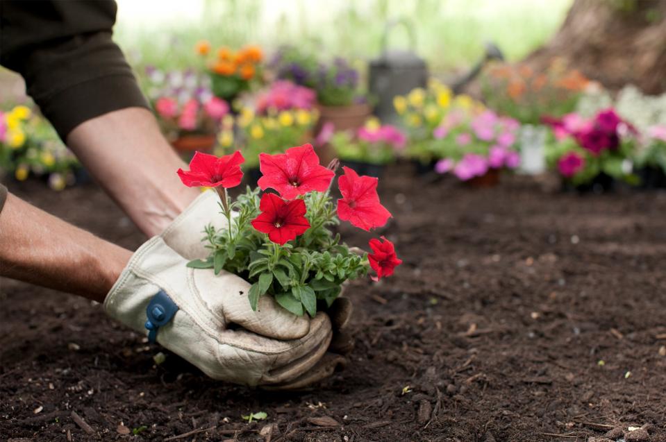 Planting Flowers 