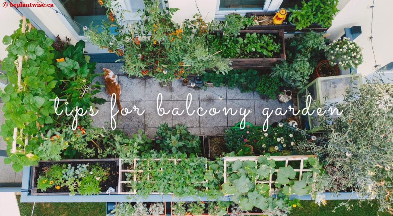 Tips for garden