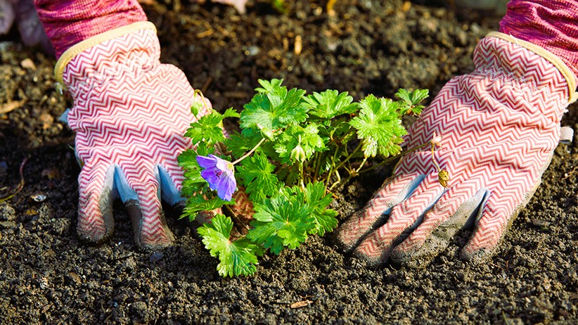 gardening reduces stress