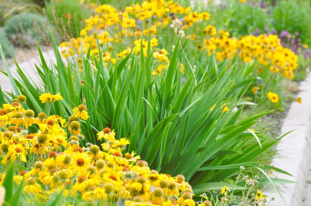 blanket flower
