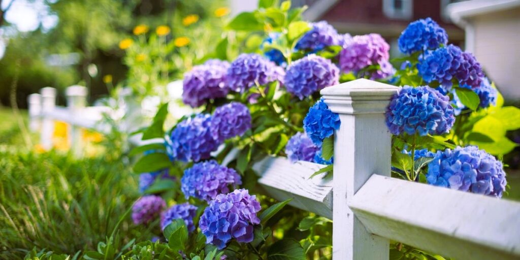 plants flowering hydrangea
