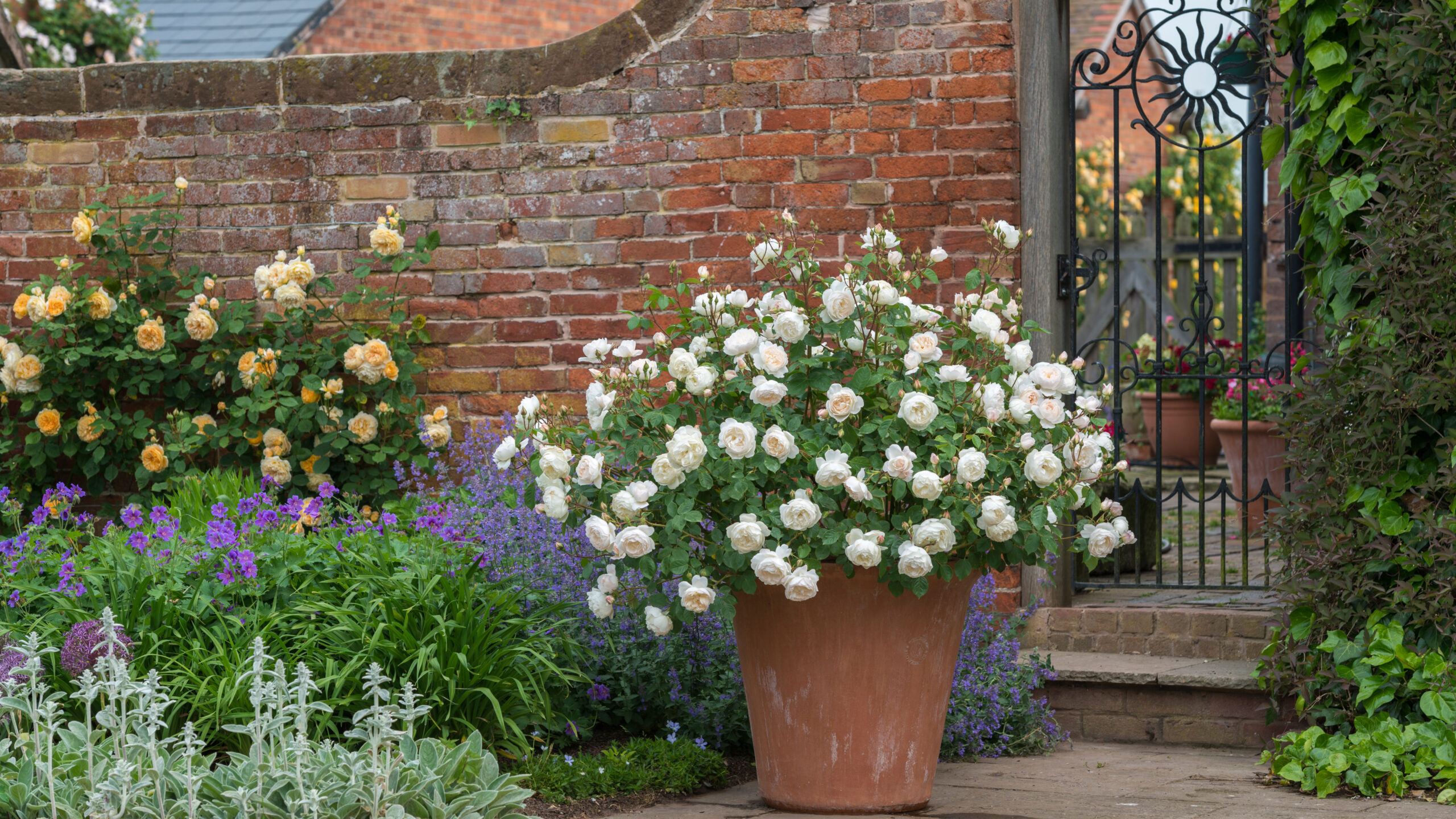Plants for Your Garden