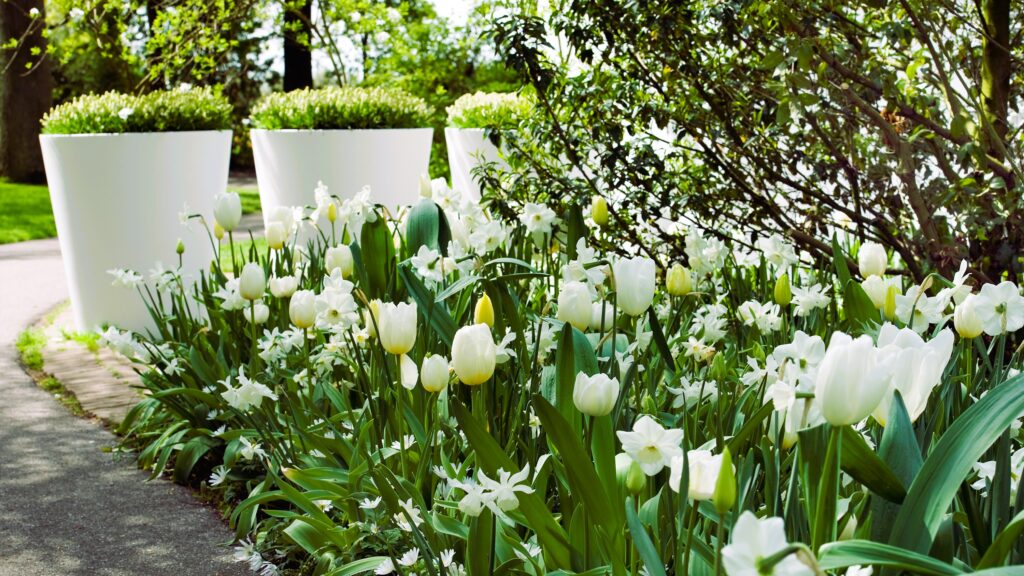 White tulips in the garden