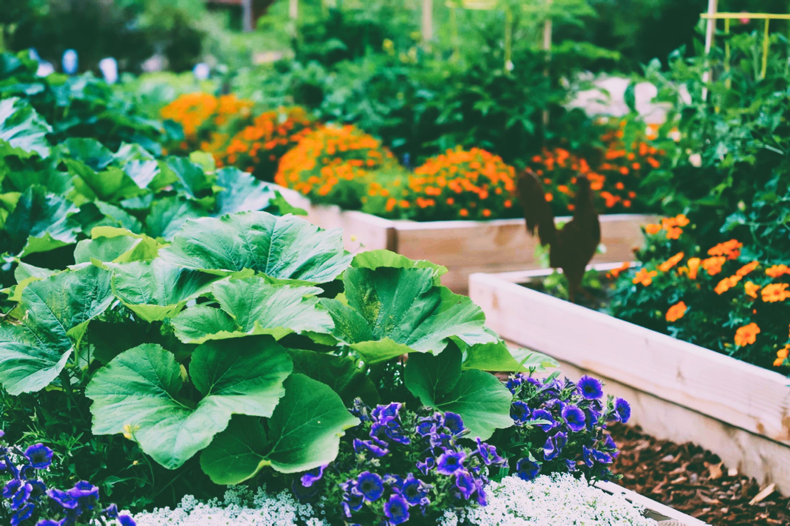 vegetable gardening