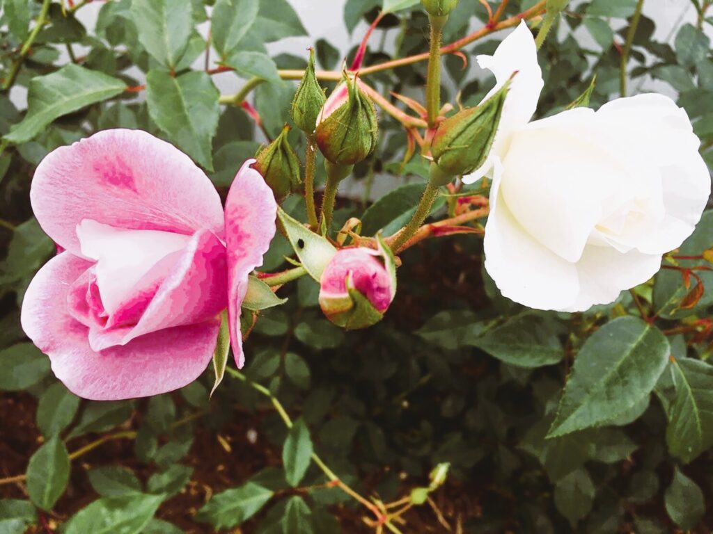 Brilliant Pink Iceberg rose